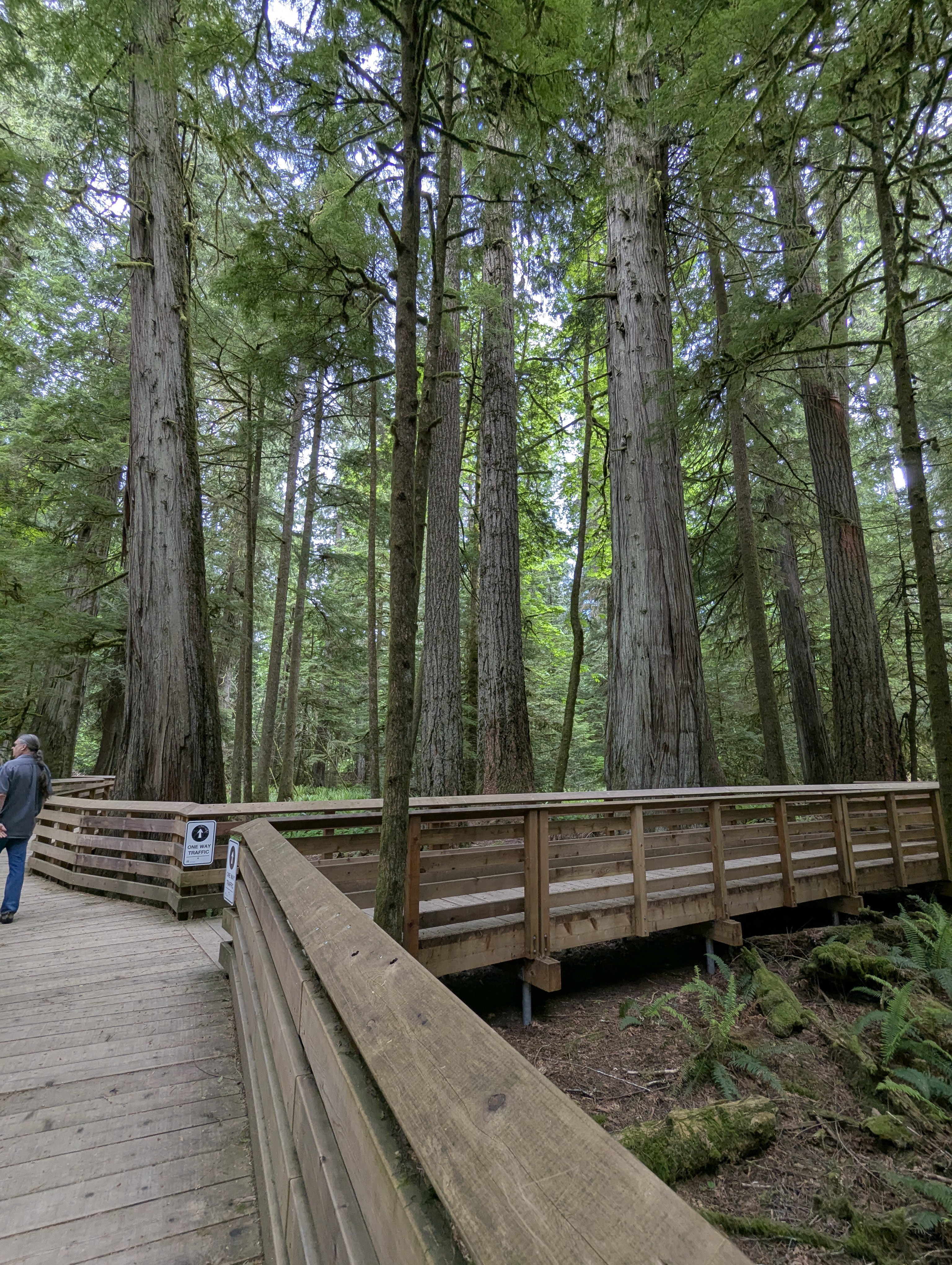 Birthday Trip to Canada, Cathedral Grove, Vancouver Island